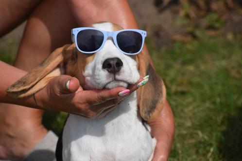 Chiot Beagle né en Belgique, portée C 😎😎 L disponible, Animaux & Accessoires, Chiens | Beagles, Bassets & Chiens courants, Plusieurs animaux