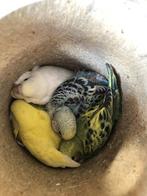 Grasparkieten babys om tam te maken, Dieren en Toebehoren, Vogels | Parkieten en Papegaaien, Meerdere dieren, Parkiet, Tam