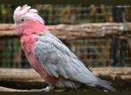 Je recherche des oiseaux à donner contre bons soins
