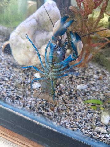 cherax pulcher vrouw