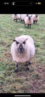 Shropshire bok, Dieren en Toebehoren, Schapen, Geiten en Varkens, Mannelijk, Schaap