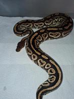 Hurricane Bongo 66%het clown 0.1, Serpent, 0 à 2 ans