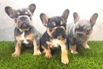 Franse Bulldog pups bij ons thuis geboren!, Animaux & Accessoires, Chiens | Bouledogues, Pinschers & Molossoïdes, 8 à 15 semaines