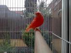 Magnifique canari rouge !