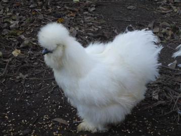kippen : zijdehoenders, Poule ou poulet