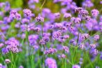 Verbena bonariensis / Ijzerhard, Ophalen of Verzenden