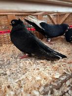 Sierduiven, Dieren en Toebehoren