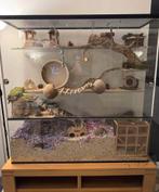 Gerbilarium/ terrarium .., Dieren en Toebehoren, Knaagdieren en Konijnen | Hokken en Kooien, Ophalen, Zo goed als nieuw, Hok, Chinchilla