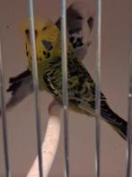 1koppel Engelse grasparkieten met kweek kooi, Dieren en Toebehoren, Vogels | Parkieten en Papegaaien, Meerdere dieren, Parkiet