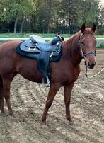 Quarter merrie, Dieren en Toebehoren, Paarden, Merrie, M