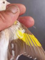 putters, Dieren en Toebehoren, Meerdere dieren, Wildzangvogel, Geringd