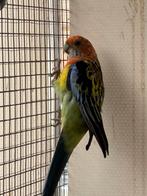 Oranje rosella’s, Dieren en Toebehoren