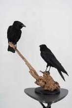 Opgezette Kraaien - Duo opstelling - Wildernis Atelier, Ophalen of Verzenden, Nieuw, Vogel, Opgezet dier