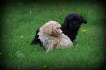 Maltipoo pups beschikbaar voor biedingen
