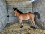 Merrie 21/8/24 kruising haflinger x freiberger, Dieren en Toebehoren, Merrie, Ontwormd