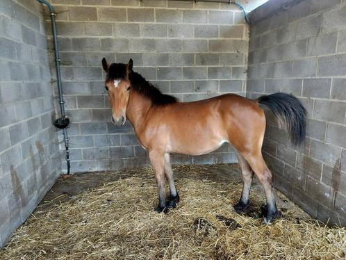 Merrie 21/8/24 kruising haflinger x freiberger, Dieren en Toebehoren, Pony's, Merrie, Met stamboom, Ontwormd