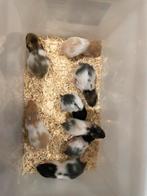Jonge hamsters, Dieren en Toebehoren, Knaagdieren