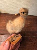 Mooi opgezet kuikentje, Antiek en Kunst, Ophalen