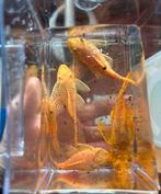 L144 kweek groep 3 man 2 vrouw, Dieren en Toebehoren, Vis, Zoetwatervis, Schoolvis