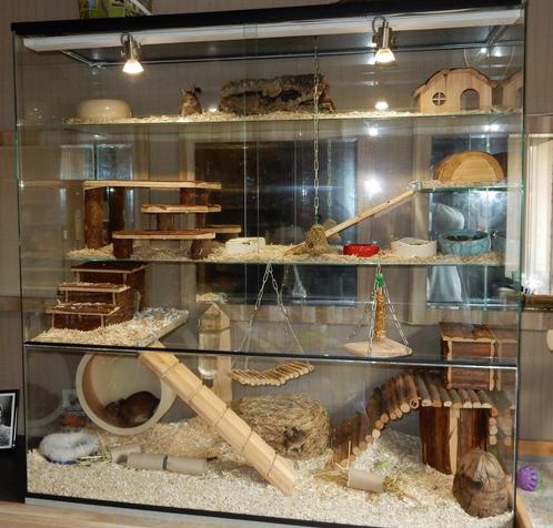 Ruime Degoe Kooien en Chinchilla Terrariums te Koop, Dieren en Toebehoren, Knaagdieren en Konijnen | Hokken en Kooien, Nieuw, Hok