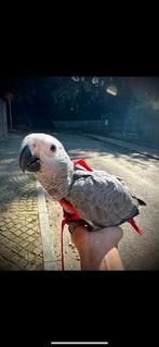 Gris du gabon, Dieren en Toebehoren, Vogels | Toebehoren, Ophalen