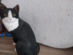 stenen beeld kat, Enlèvement ou Envoi, Neuf