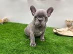 Franse Bulldog pups, Dieren en Toebehoren, Honden | Bulldogs, Pinschers en Molossers, België, 8 tot 15 weken, CDV (hondenziekte)