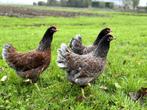Barnevelder kippen Blauw gezoomd hennen gesekst en ingeënt, Vrouwelijk, Kip