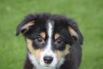Australische herder pups nieuw nestje 💖, België, 15 weken tot 1 jaar, Meerdere, Meerdere dieren