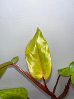 Philodendron Painted Lady, Ophalen of Verzenden