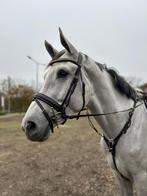 2 super brave springpaard ruin met kwaliteit en vermogen, Dieren en Toebehoren, Ruin, Springpaard