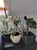 Prachtige monstera's, Ophalen