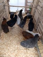 top kwaliteit araucana legklaar 4+1 GRATIS 100% hennen, Dieren en Toebehoren, Vrouwelijk, Kip