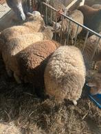 4 ramen, Animaux & Accessoires, Moutons, Chèvres & Cochons