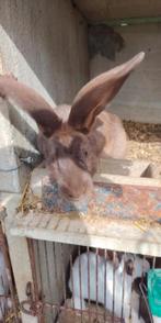 lapins, Dieren en Toebehoren, Meerdere dieren, Groot, 0 tot 2 jaar