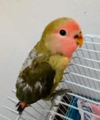 Papegaaien en parkieten, Dieren en Toebehoren, Geslacht onbekend, Dwergpapegaai of Agapornis, Tam