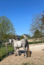 Onbeleerde 4-jarige BWP merrie met springafstamming, Merrie, Springpaard, Gechipt, 3 tot 6 jaar