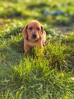 de beaux chiots teckel à poil court nés chez nous, Poils courts, Plusieurs, Nain, Hépatite contagieuse (maladie de Rubarth)