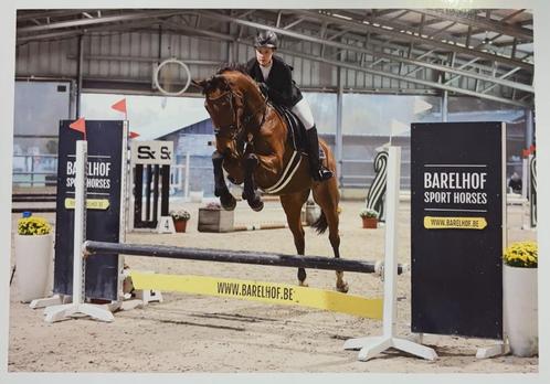 Knappe 5jarige ruin, Dieren en Toebehoren, Paarden en Pony's | Dekhengsten en Fokmerries