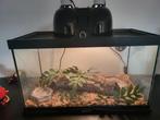 Korenslang snow met terrarium & extra toebehoren, Dieren en Toebehoren, Reptielen en Amfibieën
