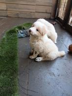 Chiots border collie - une femelle rouge, Hépatite contagieuse (maladie de Rubarth), Chienne, Belgique, 8 à 15 semaines