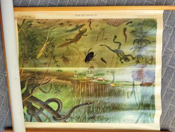 Oude schoolplaten, Antiek en Kunst, Antiek | Schoolplaten, Ophalen of Verzenden, Natuur en Biologie