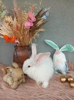 Duitse reus, Dieren en Toebehoren, Mannelijk, Groot, 0 tot 2 jaar