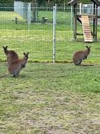 Kangoeroe mannetjes, Dieren en Toebehoren
