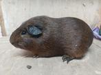 Cavia's en kleurdwerg, Dieren en Toebehoren, Mei, Cavia