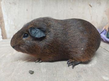 Cavia's en kleurdwerg beschikbaar voor biedingen