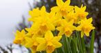 Narcissen NU planten Hollandse kwaliteit, Tuin en Terras, Bloembollen en Zaden, Ophalen of Verzenden, Najaar, Bloembol