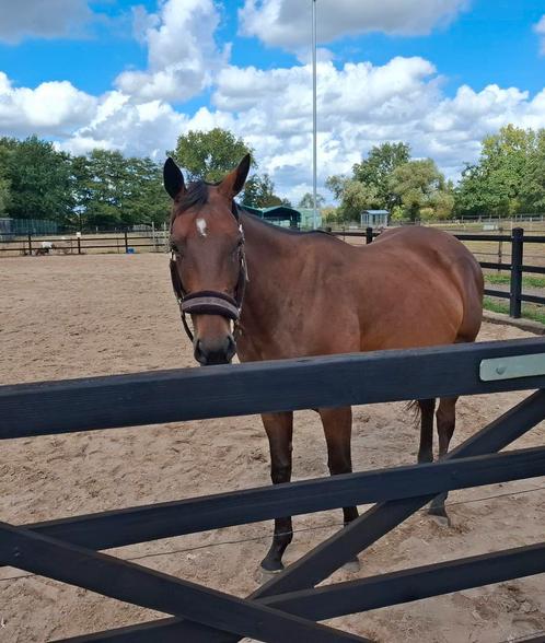6 jarige merrie, Dieren en Toebehoren, Paarden, Merrie, Zadelmak, 160 tot 165 cm, 3 tot 6 jaar, Recreatiepaard, Gechipt, Ontwormd