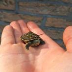 Baby waterschildpadjes, Dieren en Toebehoren, Reptielen en Amfibieën, Schildpad