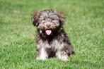 Havanezer pups te koop, 15 weken tot 1 jaar, Overige rassen, Buitenland, CDV (hondenziekte)